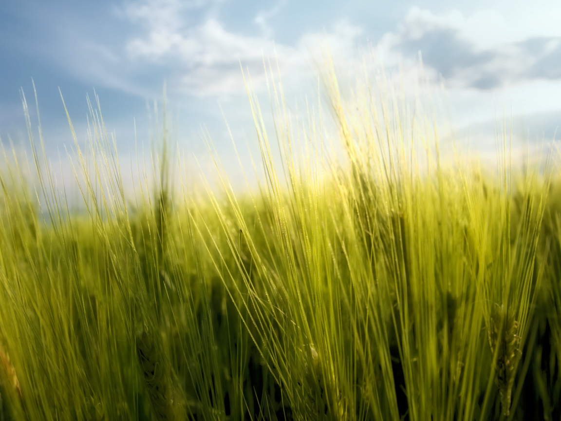 Весенние травинки