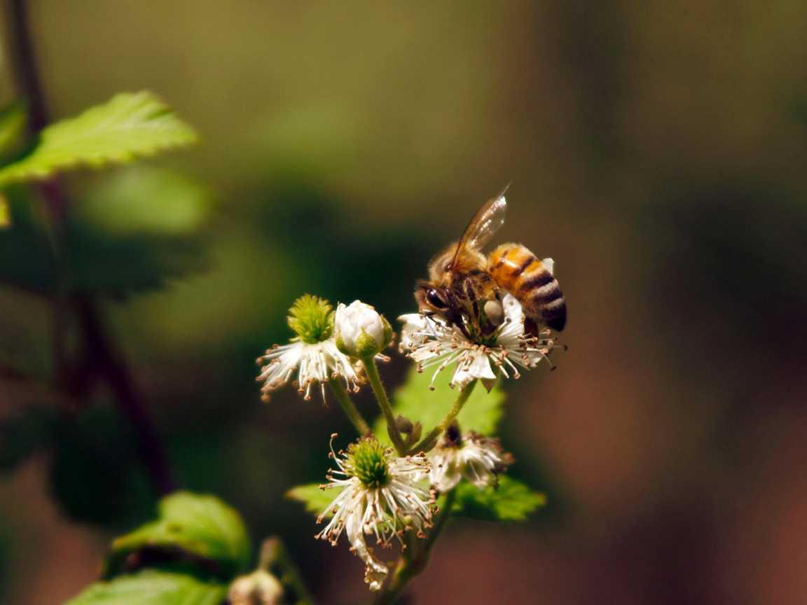 Весенние цветы