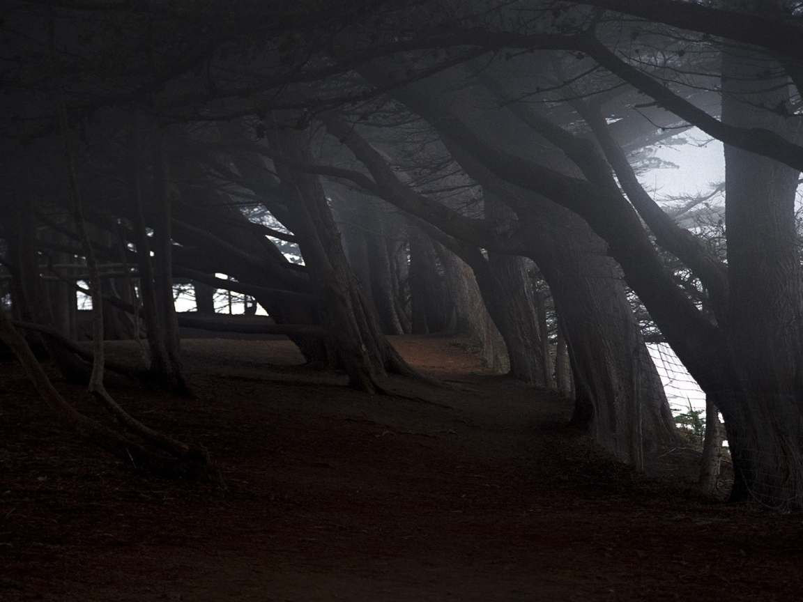 На краю темного леса