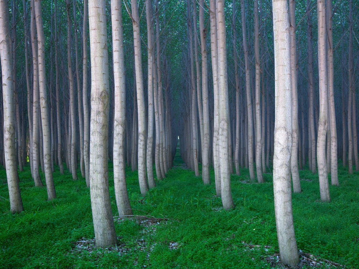 Красивая роща