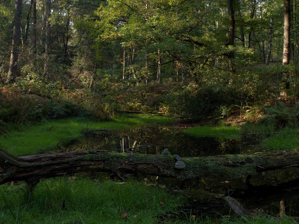 Лесной пруд