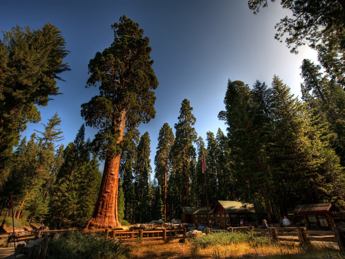 Красный лес