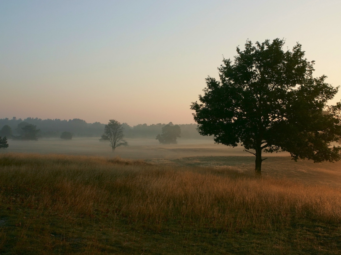 Туманное утро