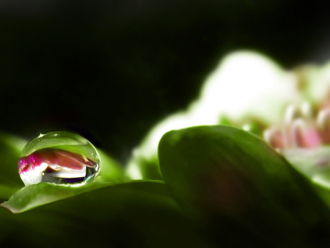 Капля росы на цветке