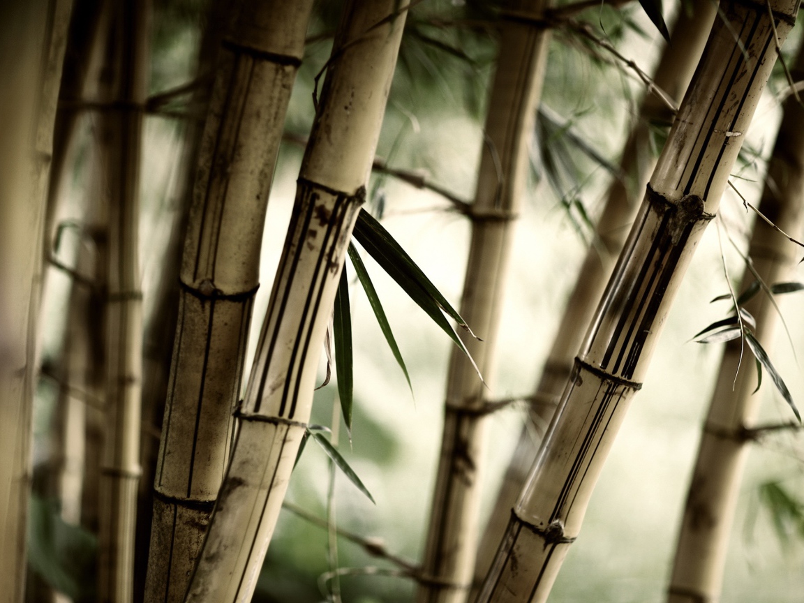 Заросли бамбука