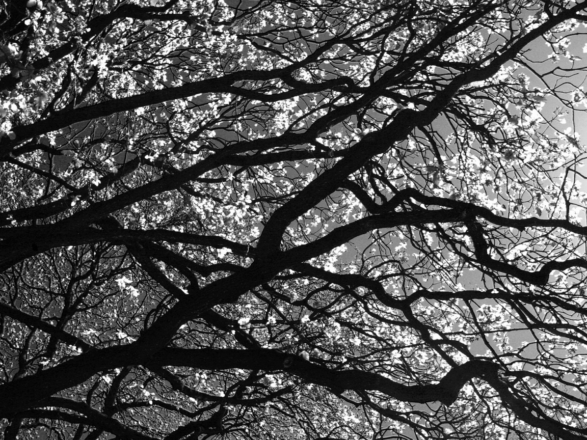 Цветущее дерево