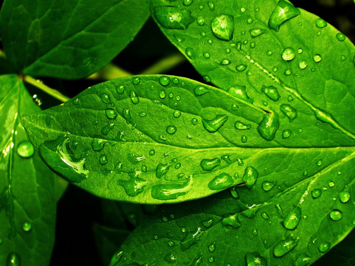 Свежие зеленые листья