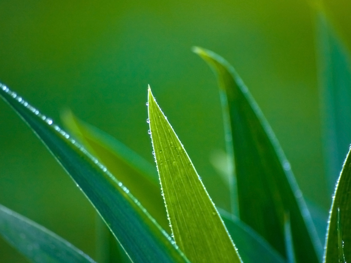 Зеленые травинки