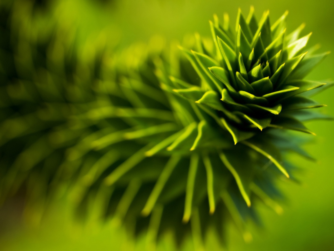 Зеленое растение