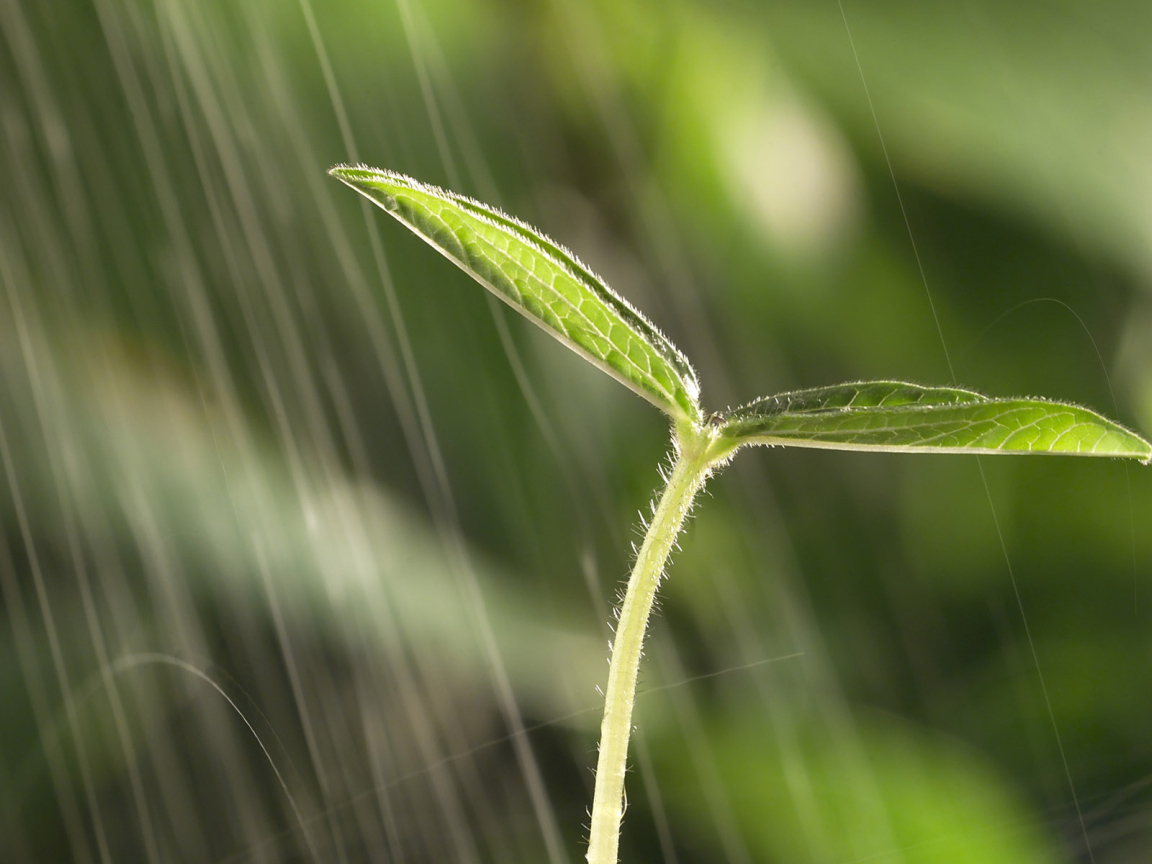 Маленький росток