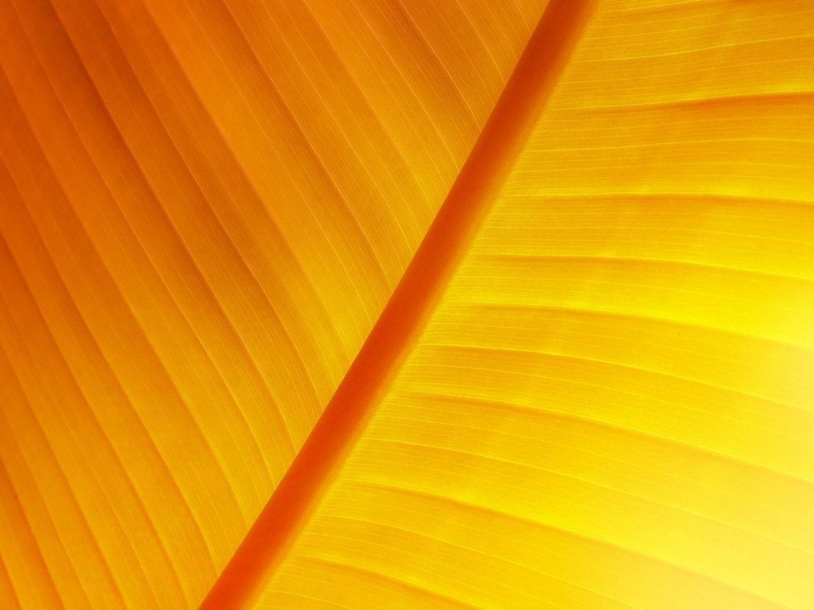 Солнечный лист растение