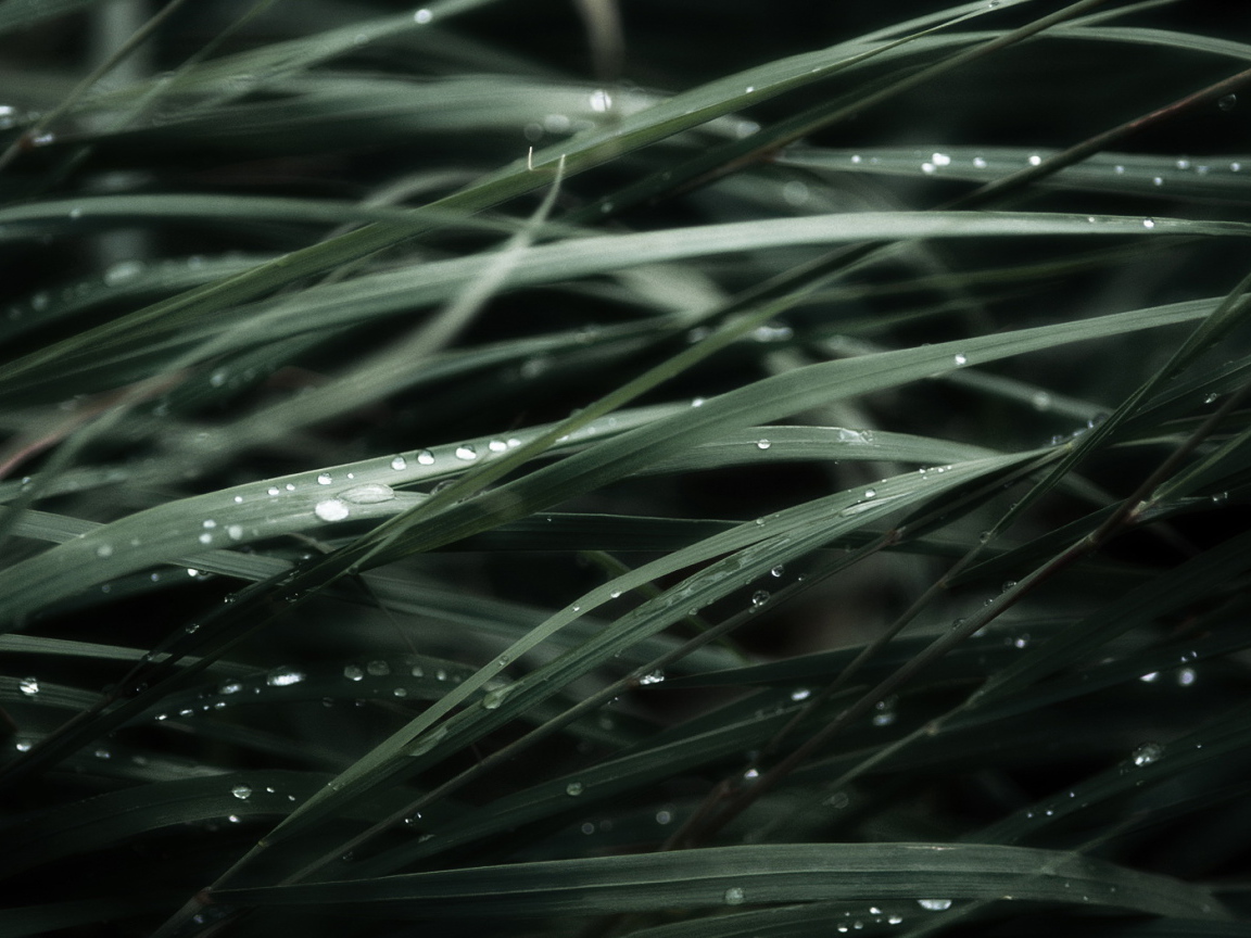 Трава после дождя