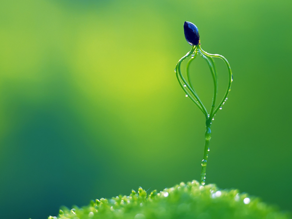 Необычное растение