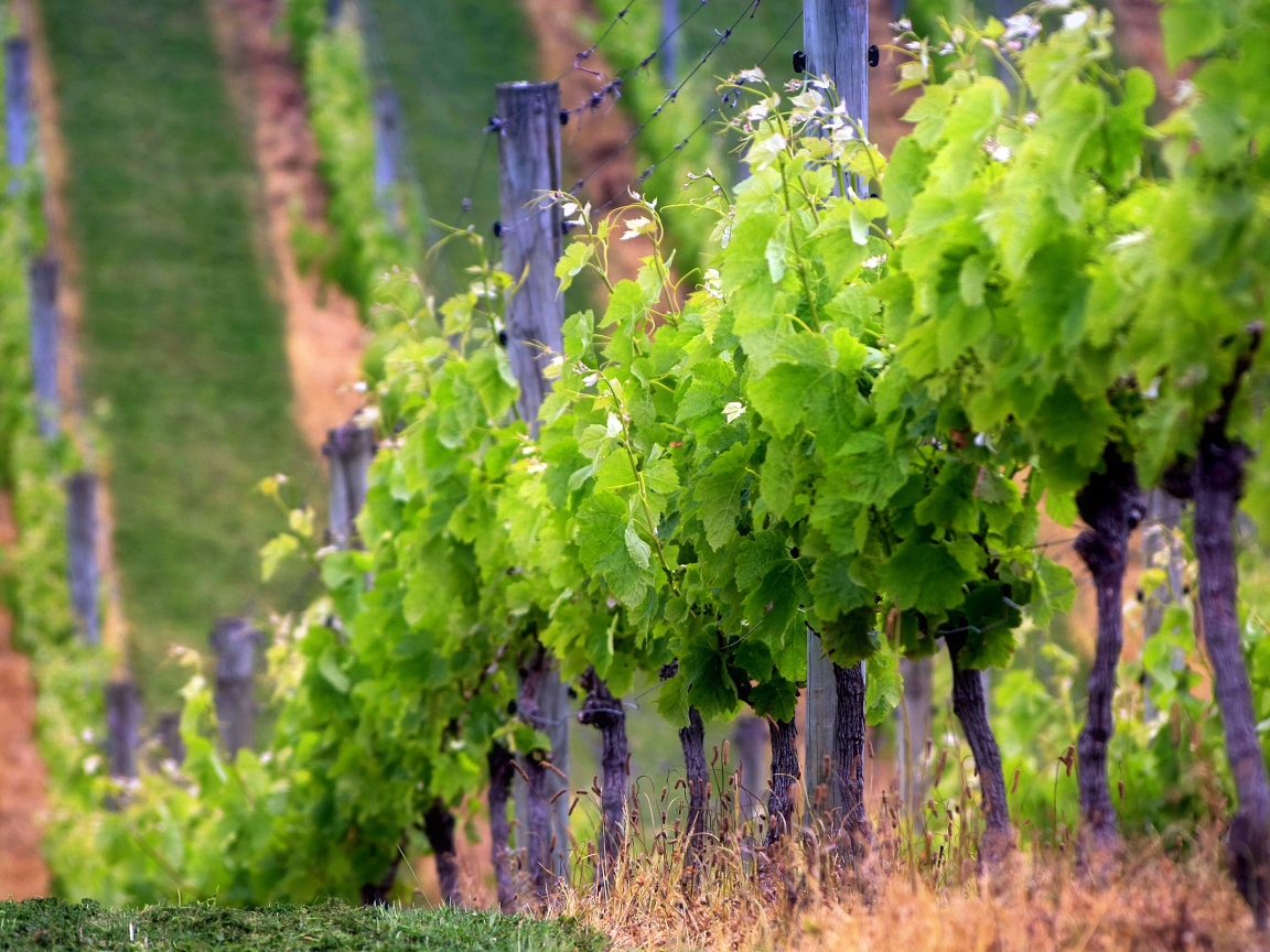 Виноградник