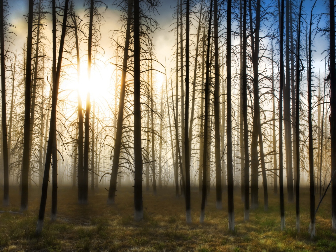 Деревья на закате