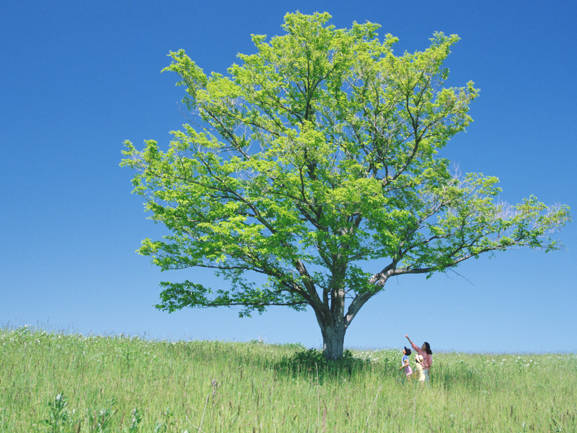 В тени высокого дерева