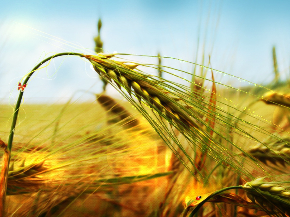 Пшеница