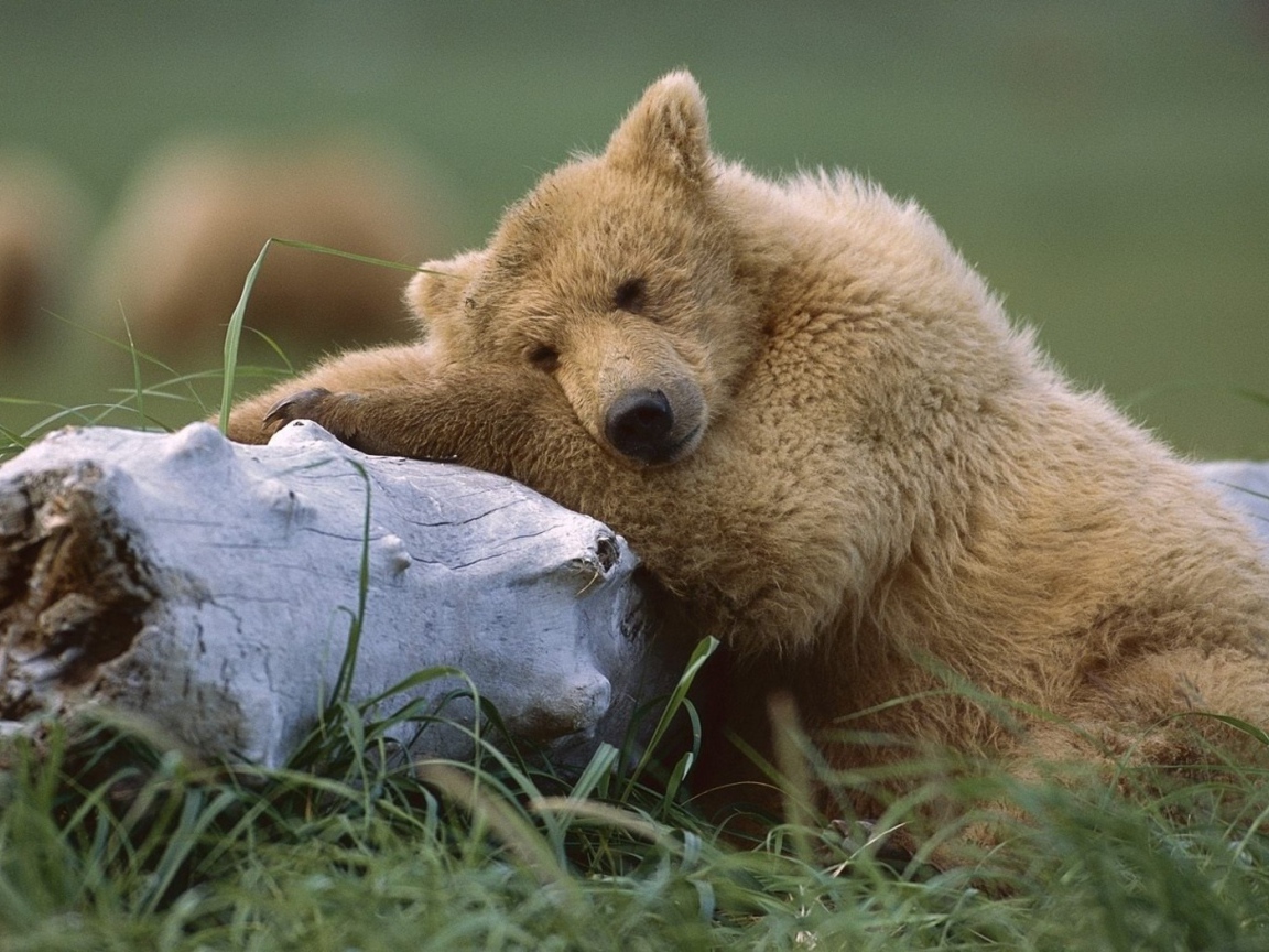 Медведь с бревном