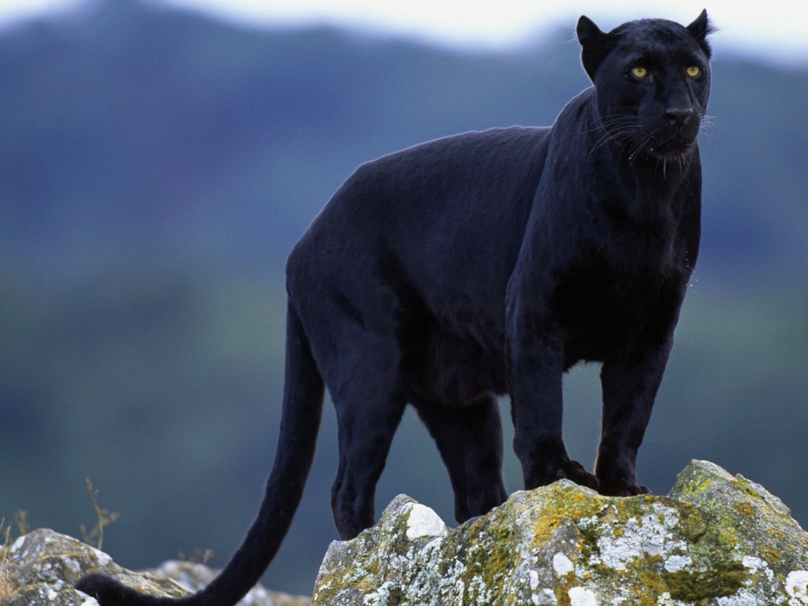 Чёрная пантера