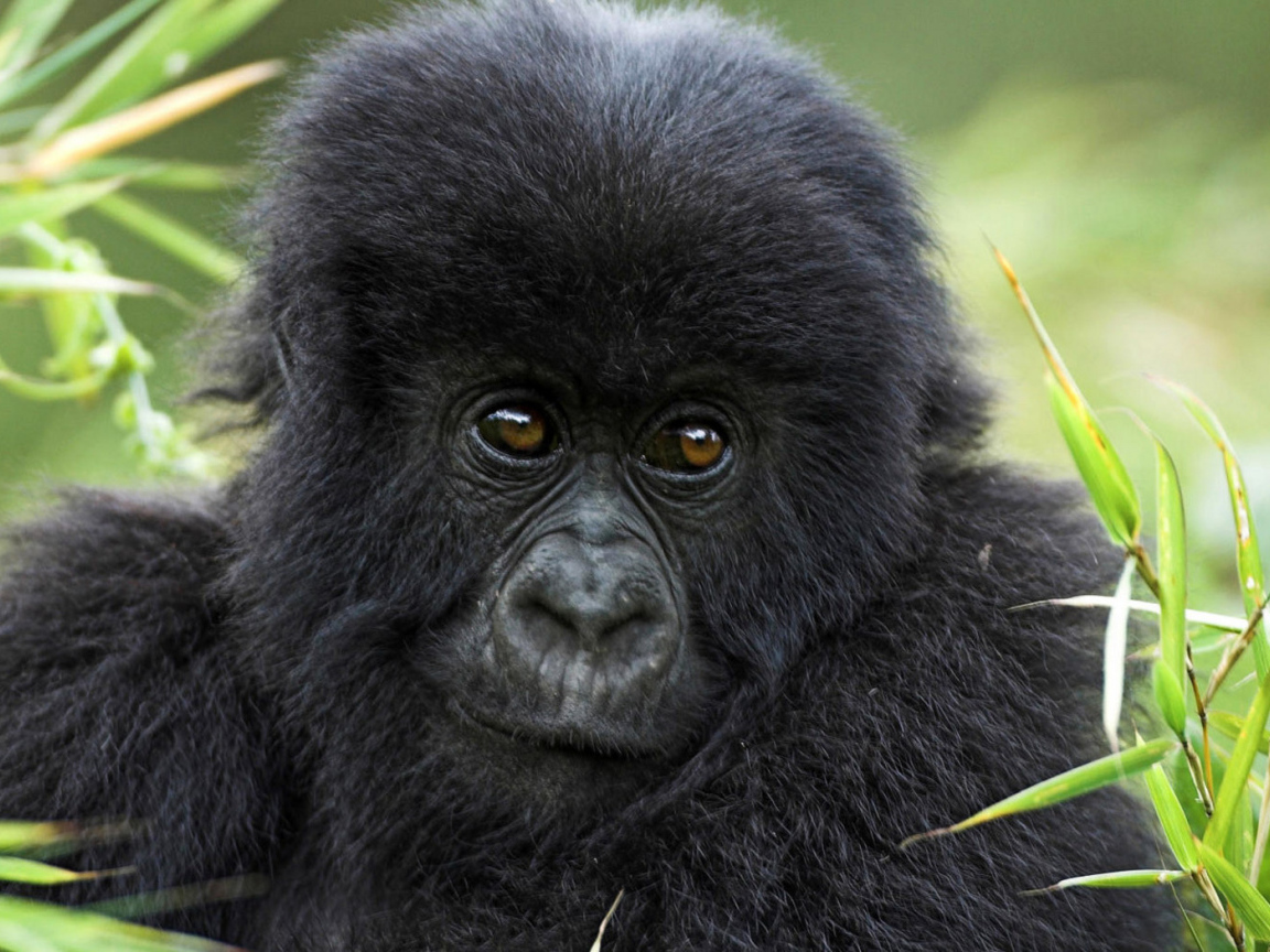Горилла в траве