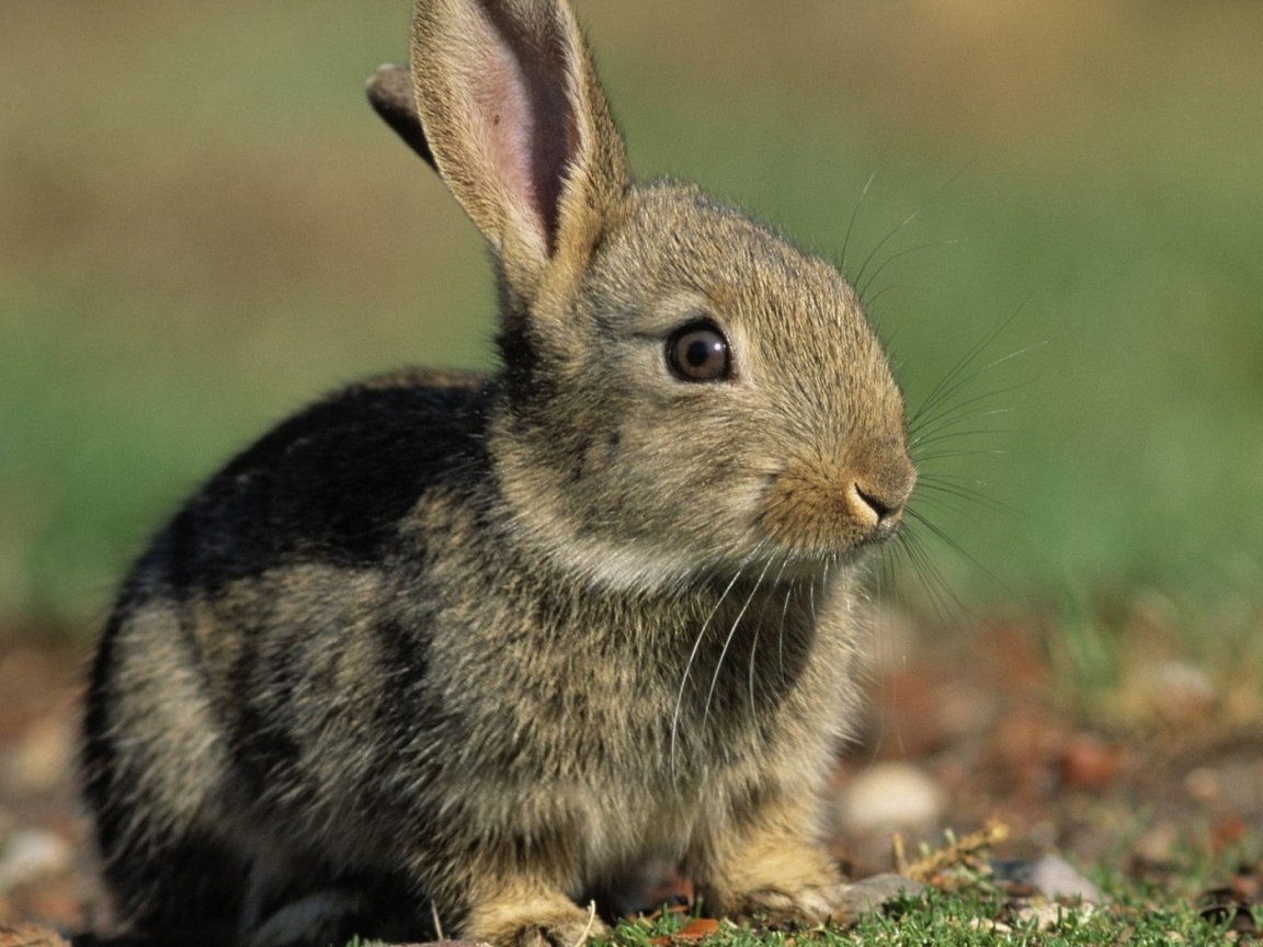 Заяц среди зелени