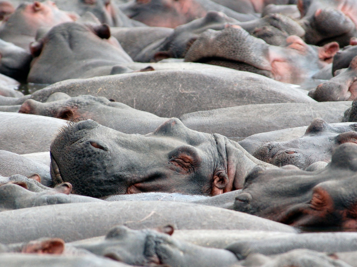Бегемоты на купании