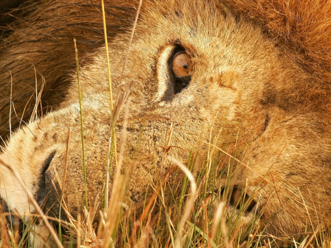 Лева в траве