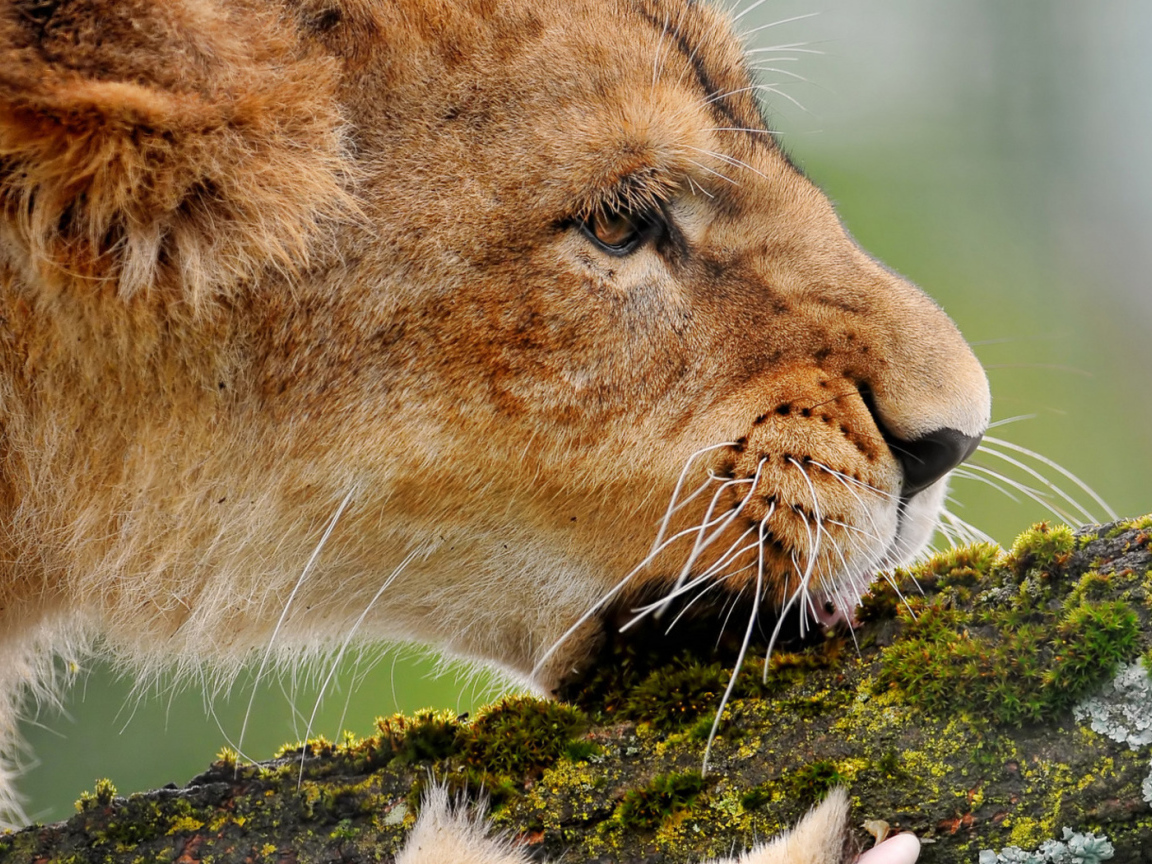 Львица грызущая ветку