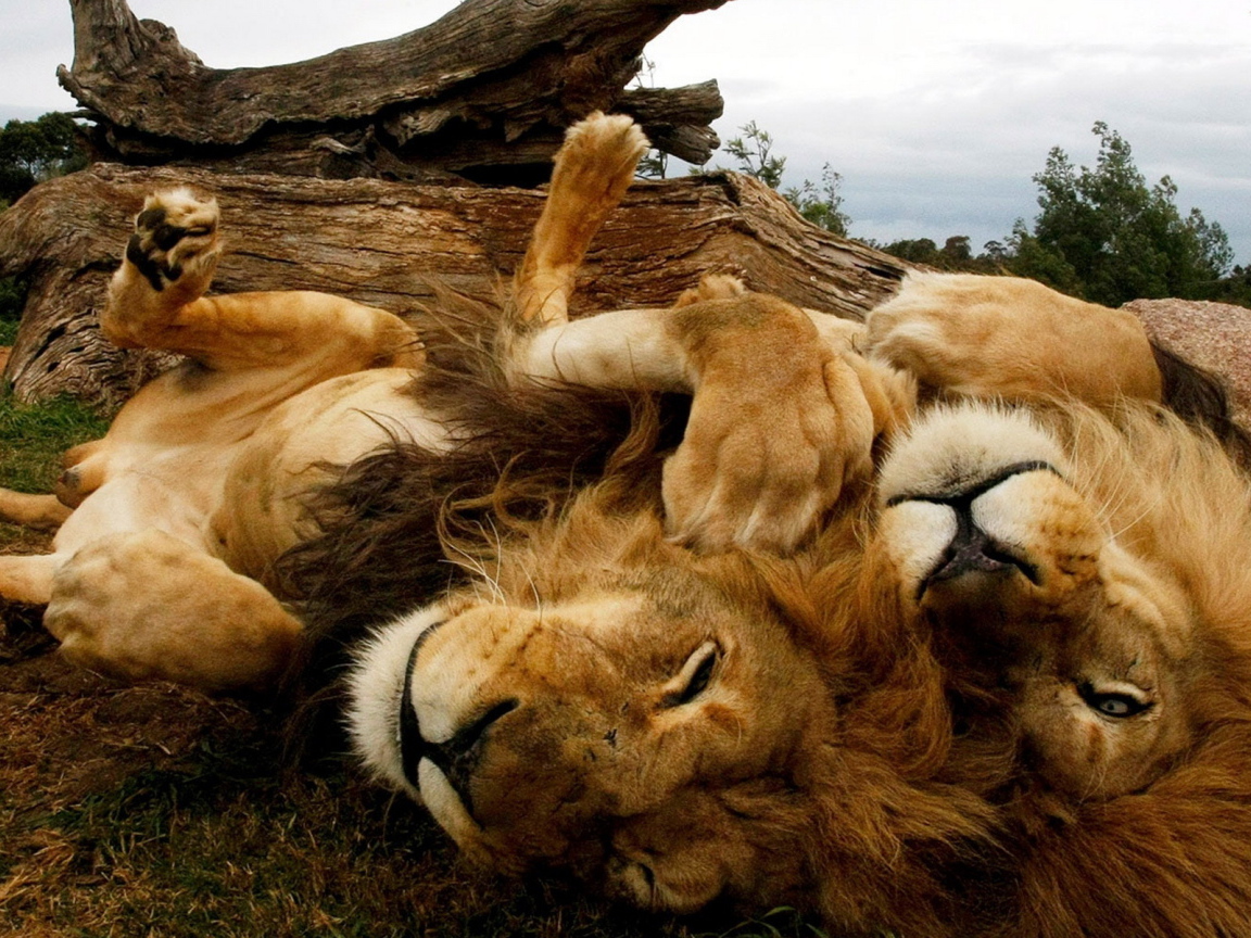 Играющиеся львы