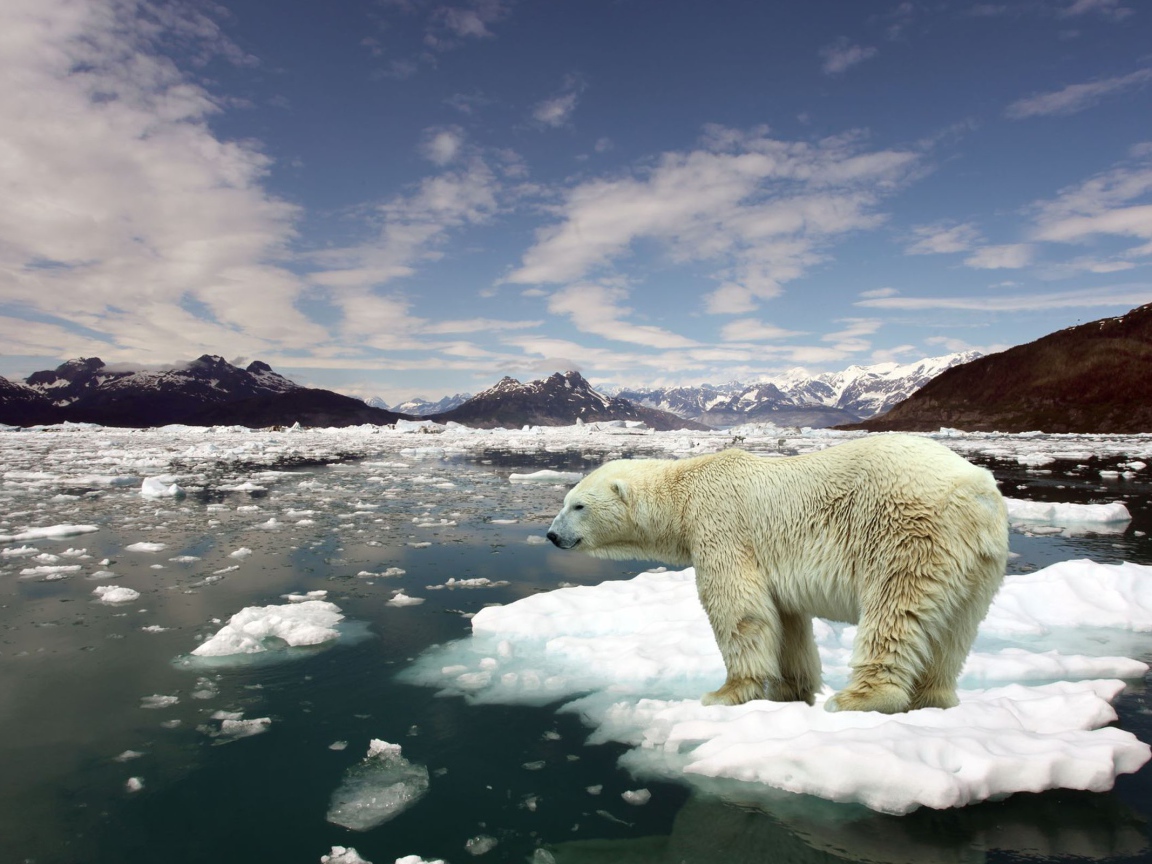 Белый медведь на льдине