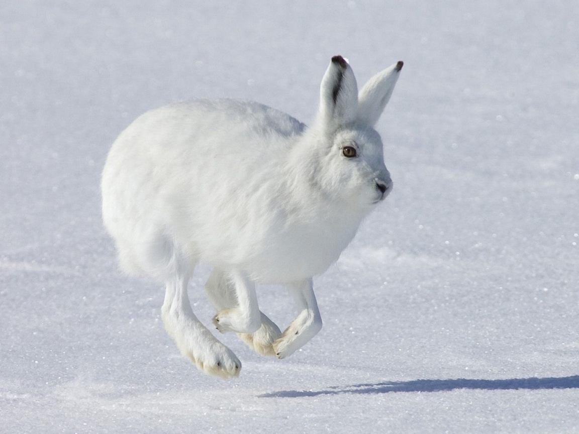 Бегущий Белый заяц