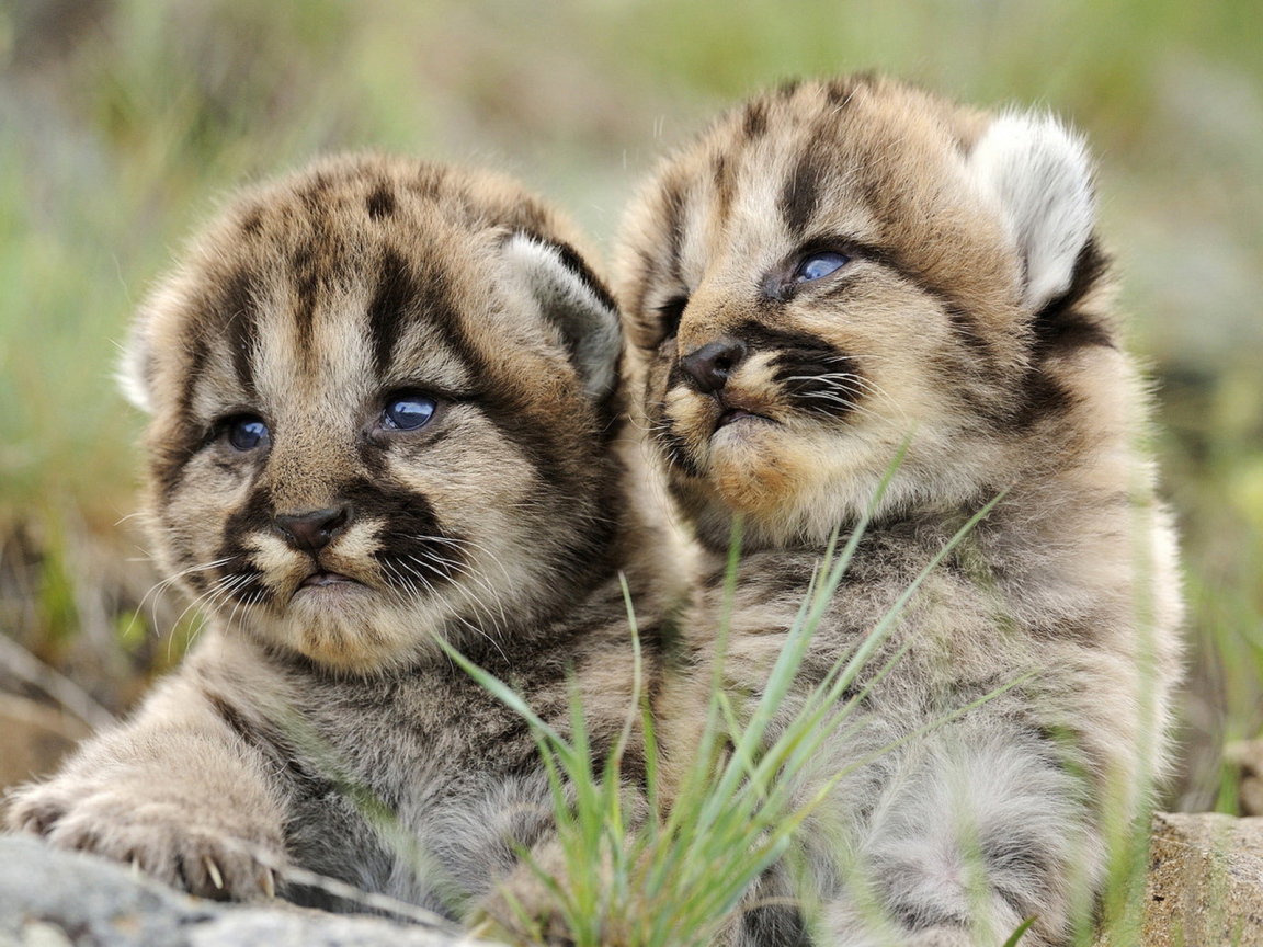 Маленькие хищники