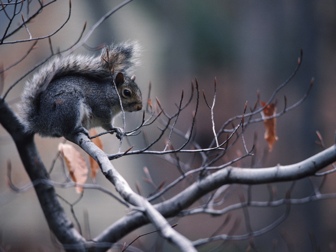 Белка на ветке