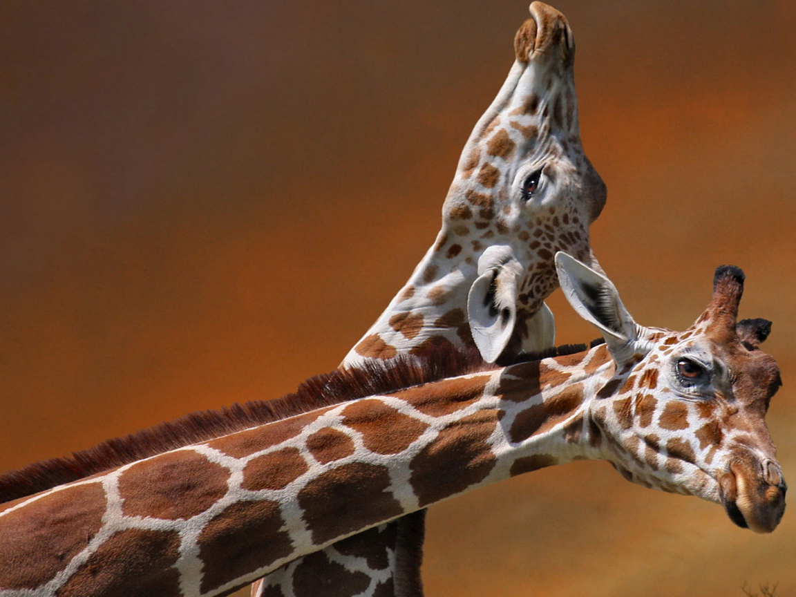 Два жирафа