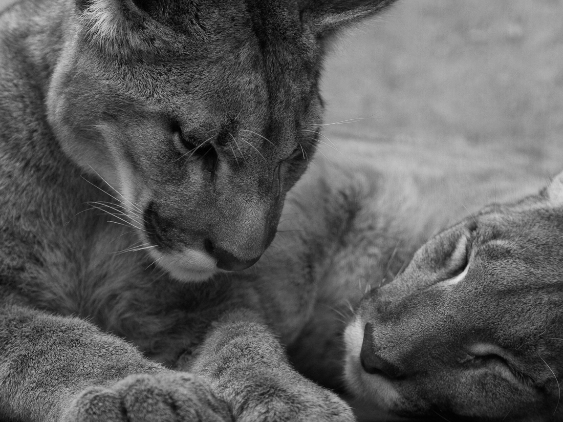 Молодые львы