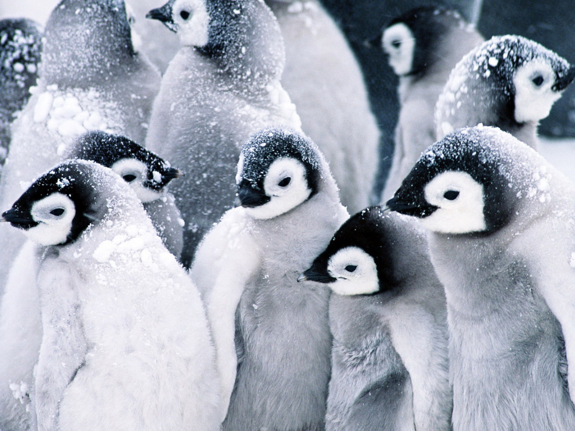 Стая пингвинов