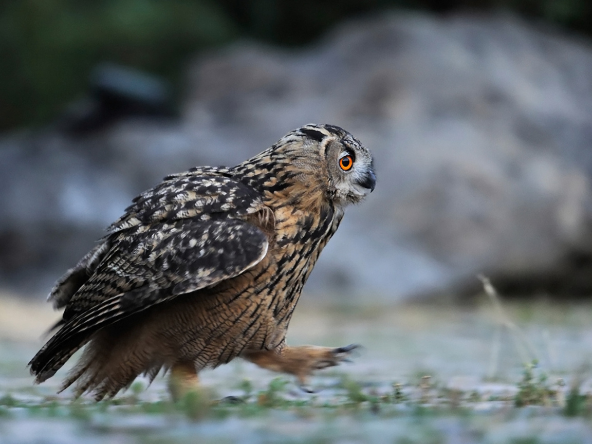 Идущая сова