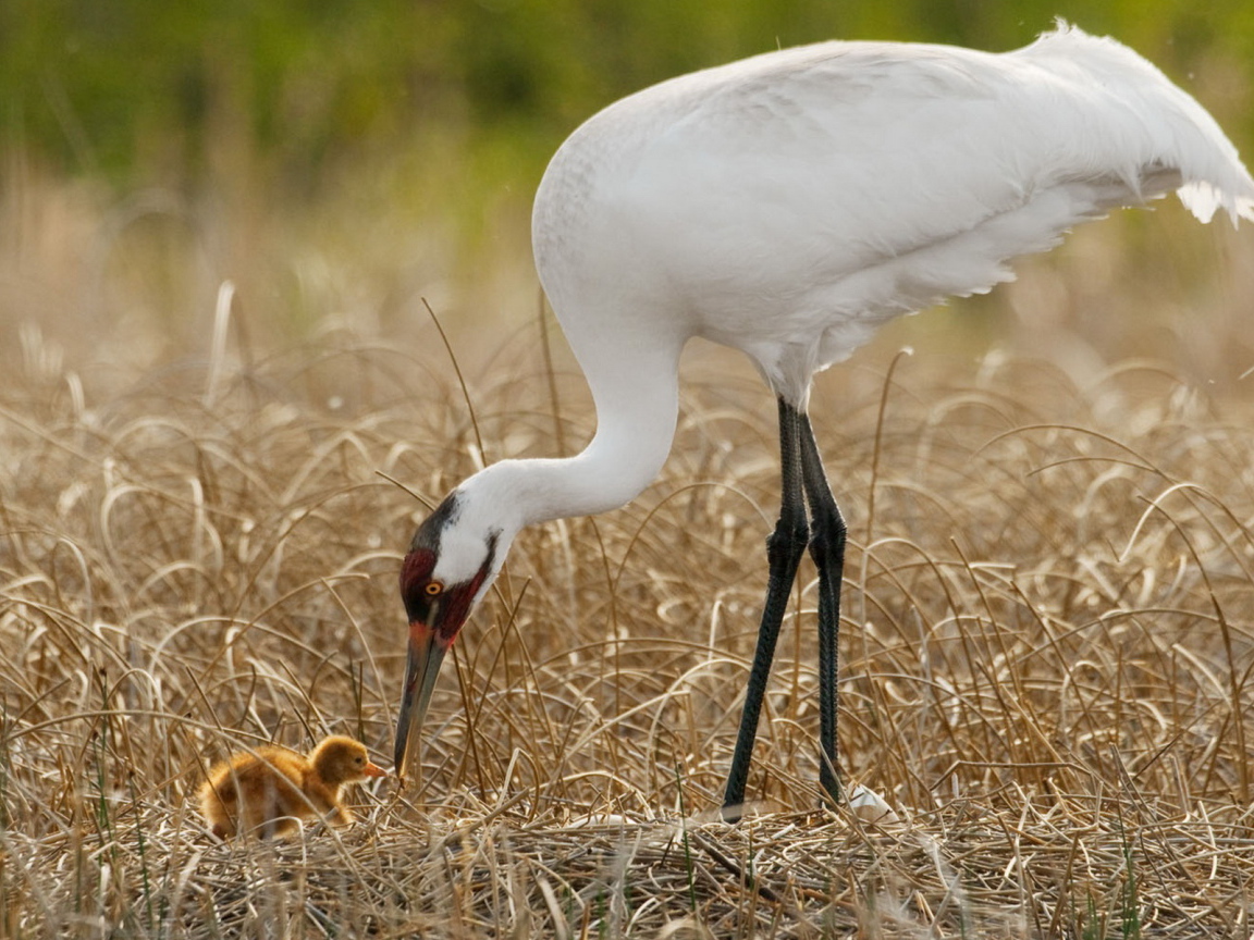 Цапля и птенец