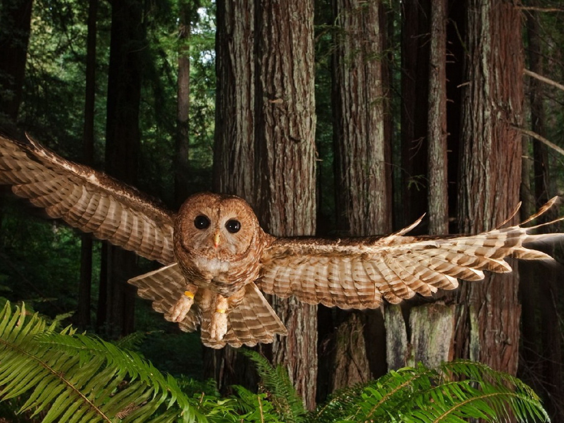 Северная пятнистая сова