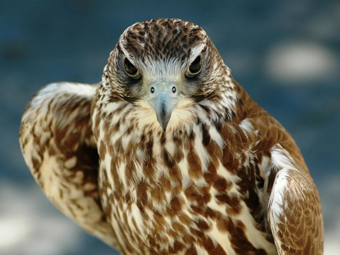 Хищный взгляд