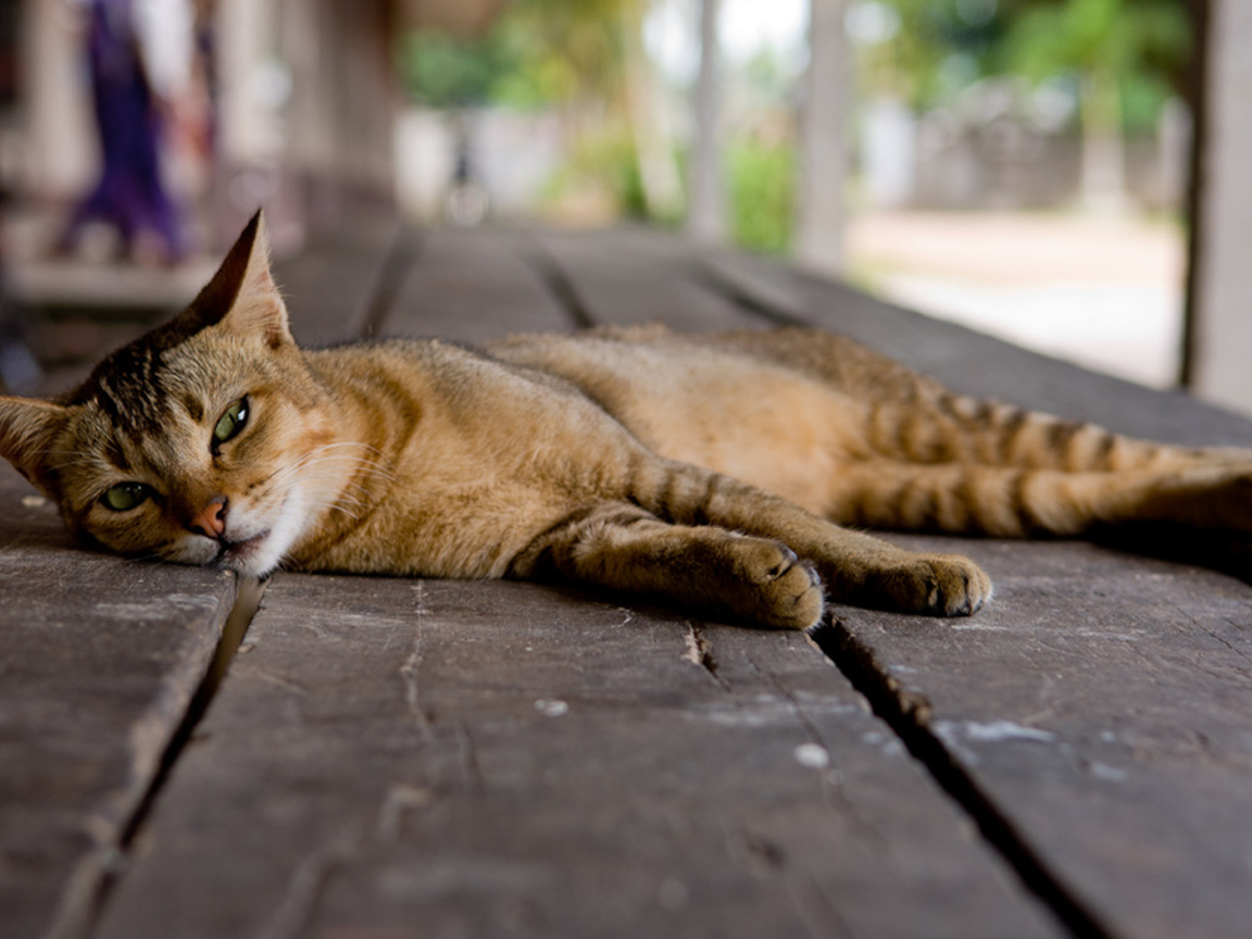 Кошка на полу