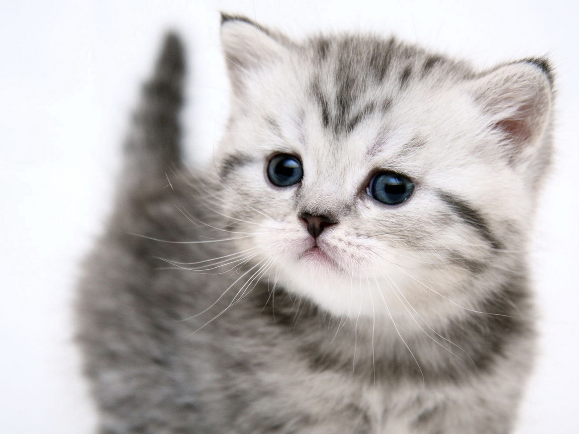 Симпатичный котенок