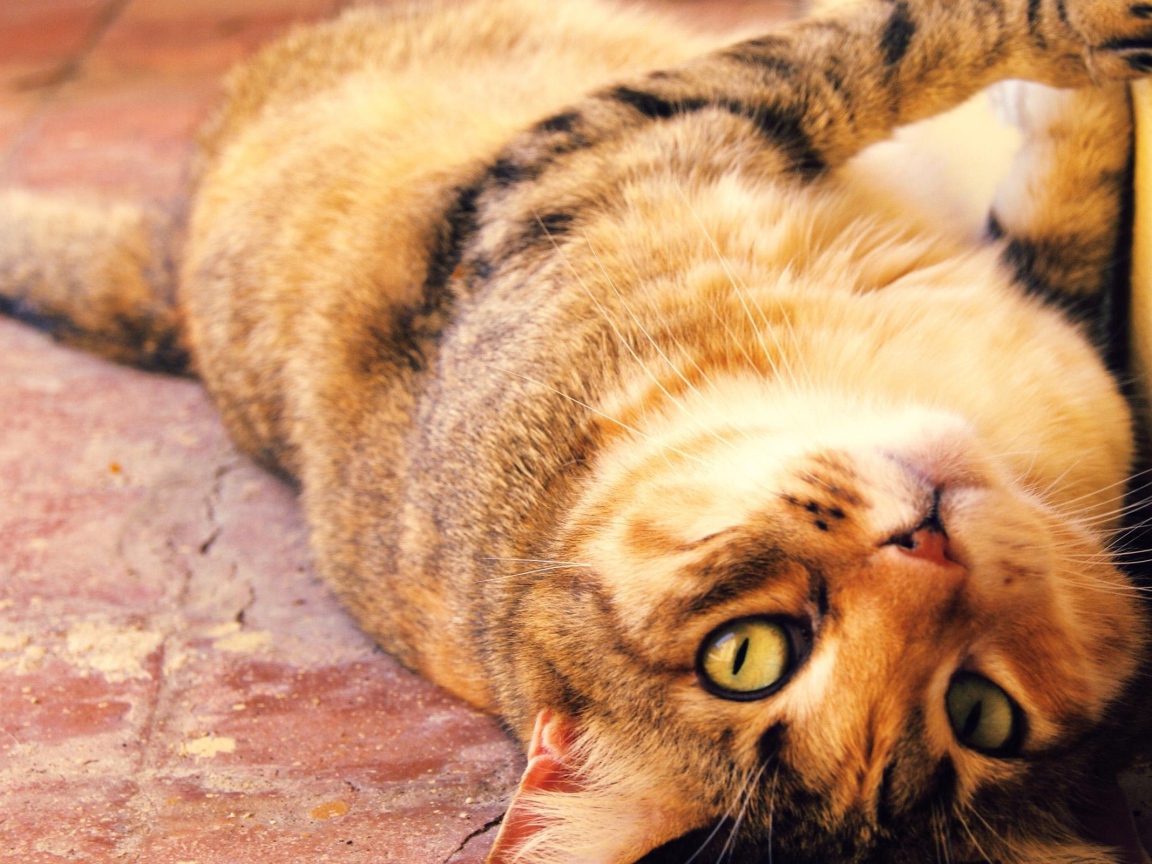 Толстый кот