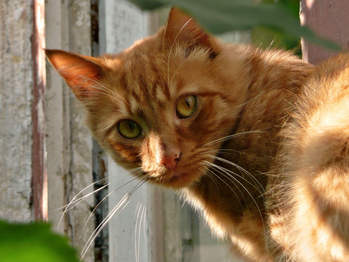 Рыжая кошка
