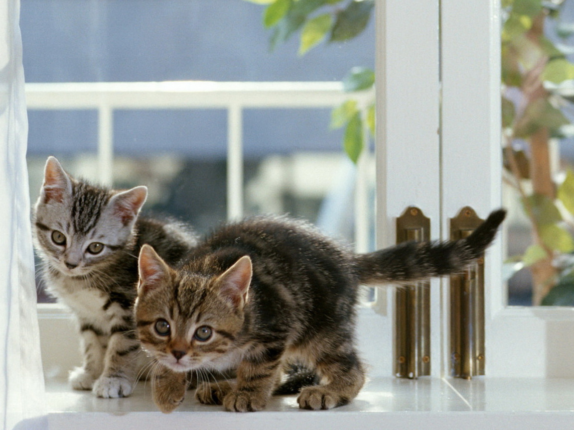 Котята на окне
