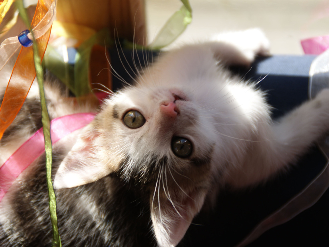 Маленькая киса