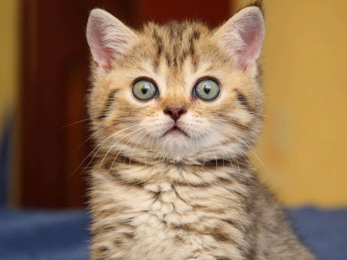 Surprised kitten