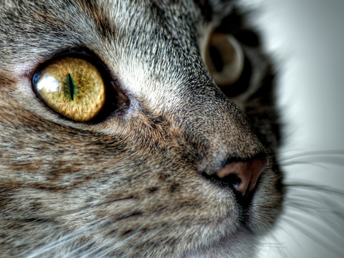 Кошачья мордашка