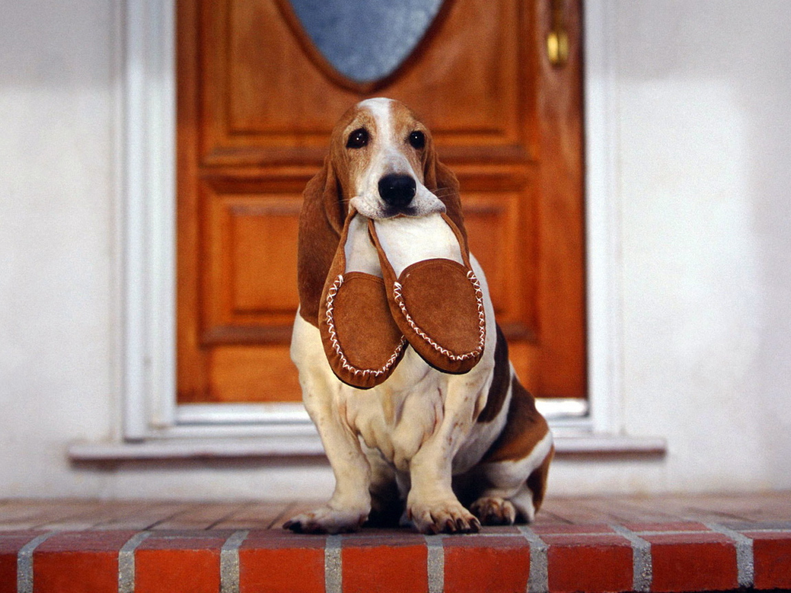 Бассет-хаунд и тапочки