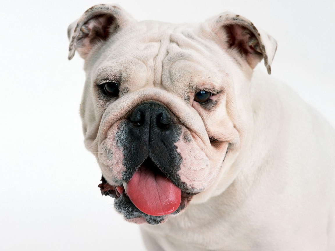 мордашка Английского бульдога